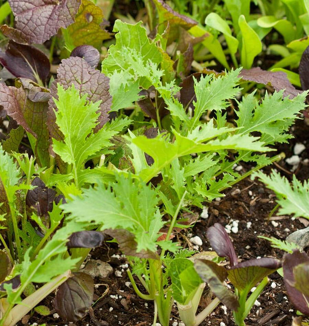 Mustard Greens Blend