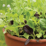 Mustard Greens Blend