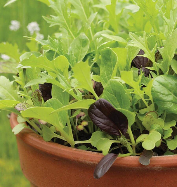 Mustard Greens Blend