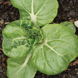 Toy Choy Seeds for Organic Growing