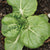 Toy Choy Seeds for Organic Growing