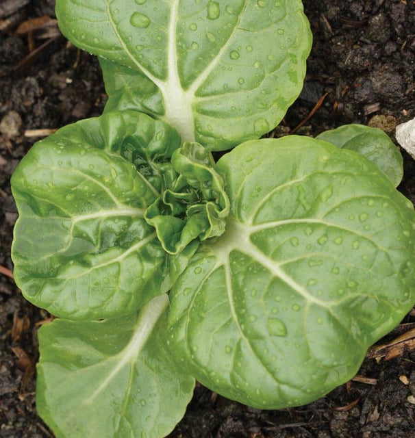 Toy Choy Seeds for Organic Growing