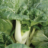 Toy Choi