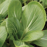 White-Stemmed