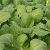 White-Stemmed