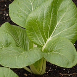 White-Stemmed