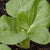 White-Stemmed