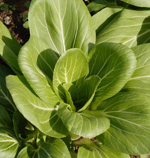 Ching Chiang Shanghai