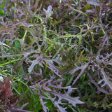 Ruby Streaks Organic Mizuna MU530-1