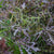 Ruby Streaks Organic Mizuna MU530-1
