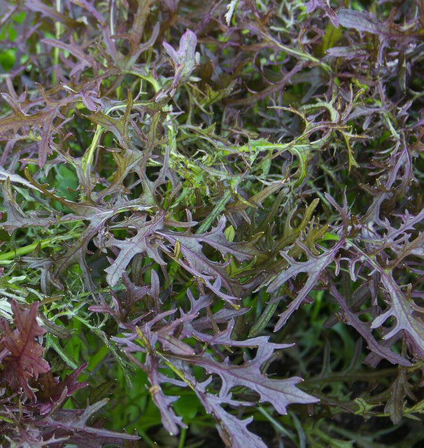 Ruby Streaks Organic Mizuna MU530-1