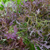 Ruby Streaks Organic Mizuna MU530-2