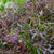 Ruby Streaks Organic Mizuna MU530-2