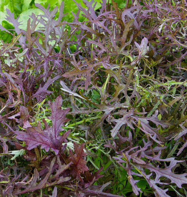Ruby Streaks Organic Mizuna MU530-2
