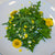 Frilly Edible Chrysanthemum