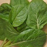 Komatsuna Green