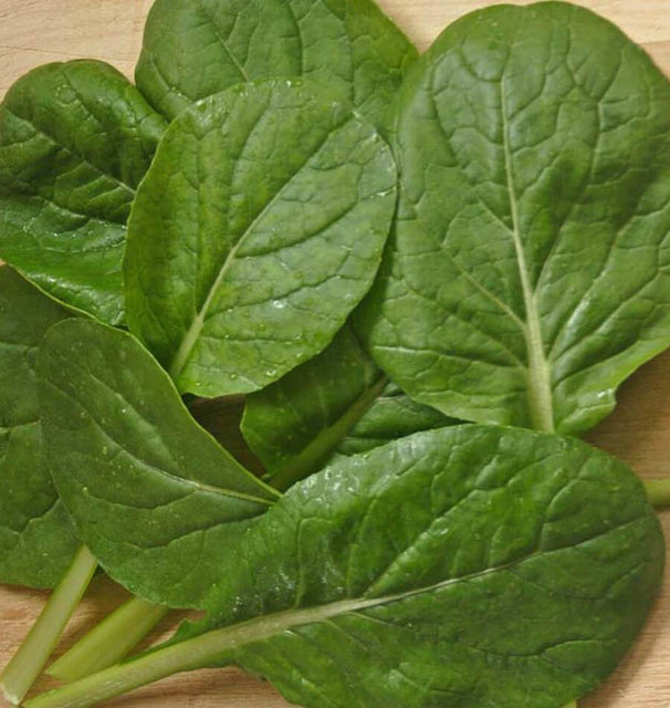 Komatsuna Green