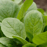 Komatsuna Green
