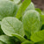 Komatsuna Green