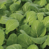 Komatsuna Green