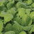 Komatsuna Green