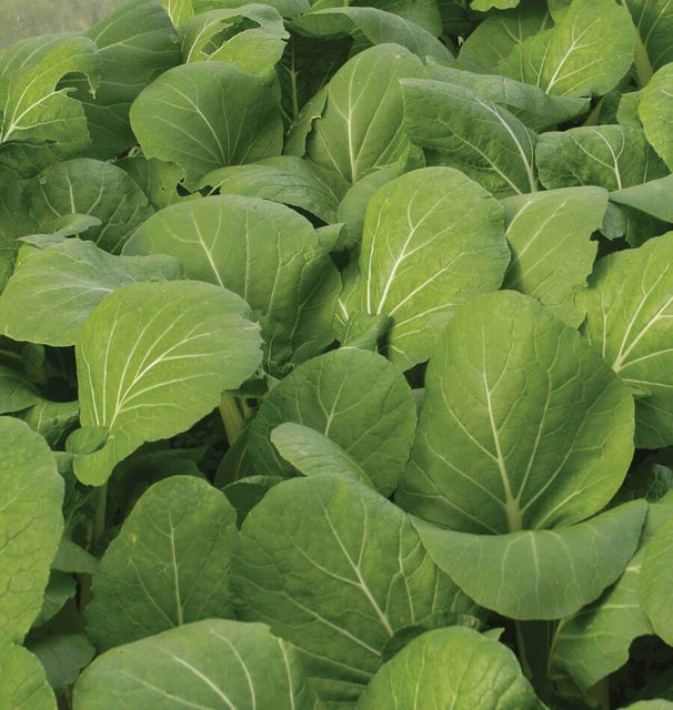 Komatsuna Green