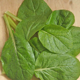 Komatsuna Green Mustard Seeds MU540-4