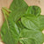 Komatsuna Green Mustard Seeds MU540-4