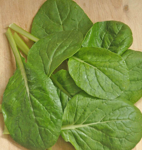 Komatsuna Green Mustard Seeds MU540-4