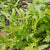Mizuna Organic