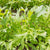 Mizuna Organic