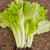 Tokyo Bekana Organic Mustard Seeds MU554