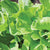 Tokyo Bekana Organic