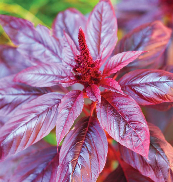 Hopi Red Dye Amaranth Seeds MU560-1