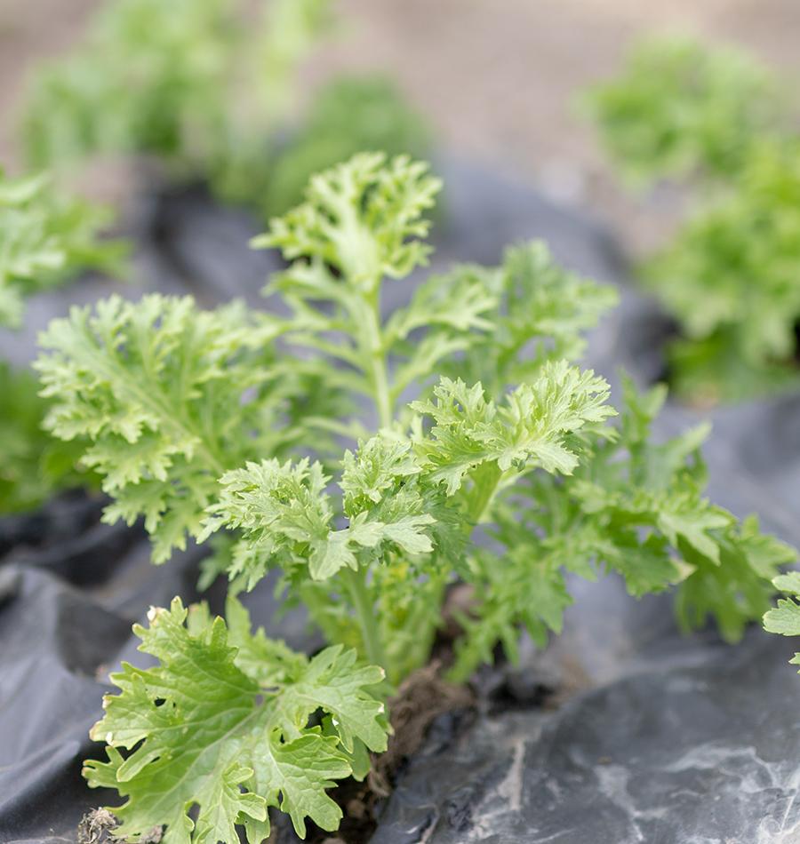 Wasabi Mustard Seeds West Coast Seeds