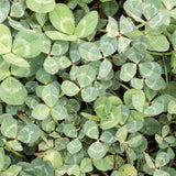 Pelleted Micro Clover Seeds