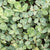 Pelleted Micro Clover Seeds