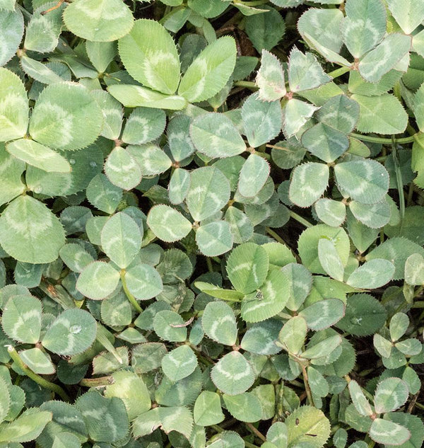 Pelleted Micro Clover Seeds