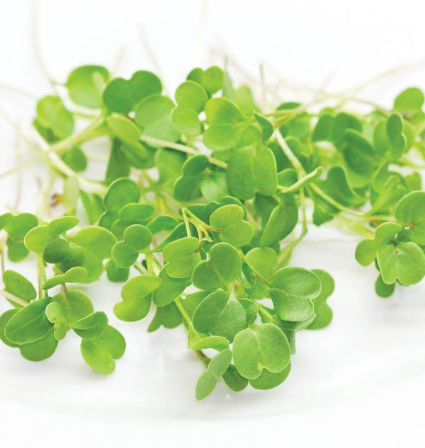 Microgreen Arugula Seeds