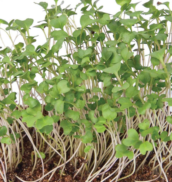 Microgreen Broccoli Organic