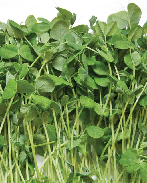 how to grow Microgreens Pea Shoot Seeds