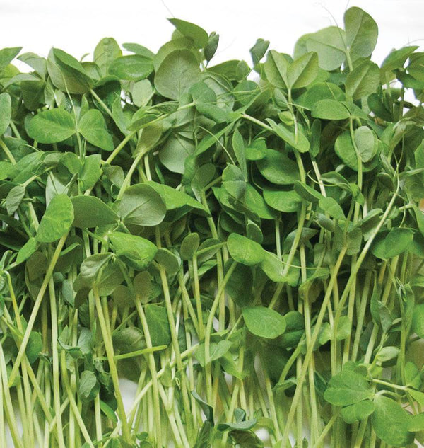 how to grow Microgreens Pea Shoot Seeds