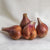 Conservor F1 Organic