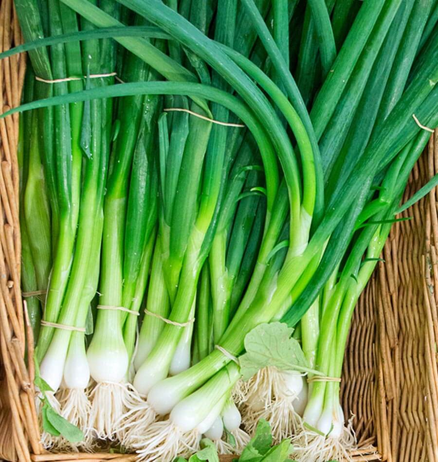 Eiffel Scallion Seeds – West Coast Seeds