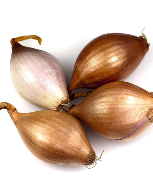 French Gourmet Shallot Sets ON583-1