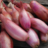 Zebruen Shallot Seeds