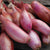 Zebruen Shallot Seeds