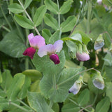 Dwarf Grey Sugar