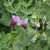 Dwarf Grey Sugar