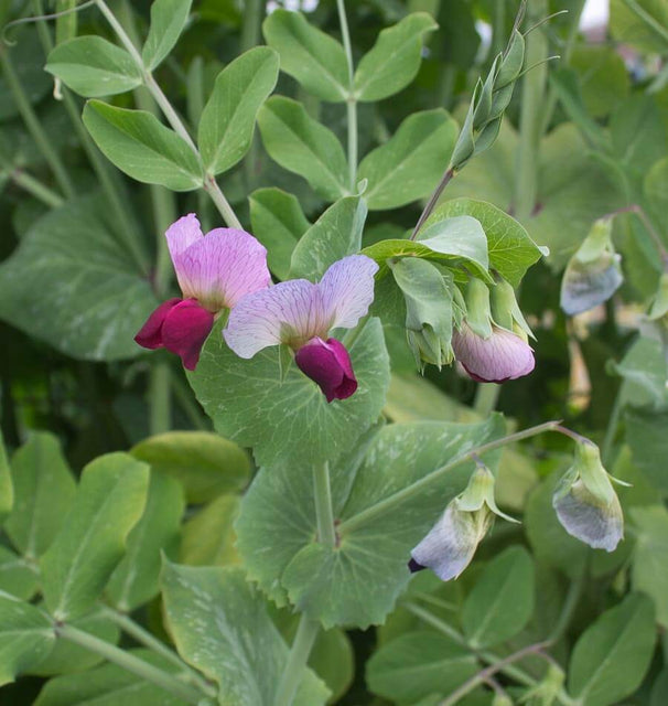 Dwarf Grey Sugar